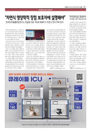 31면