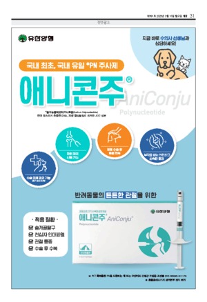 31면