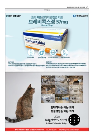 41면